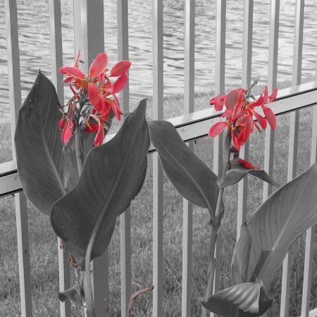 floare in spatele casei